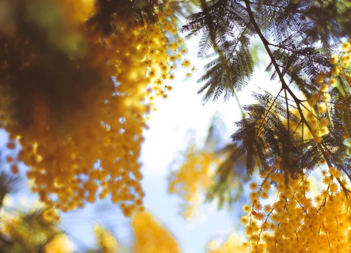 Cosa fare in provincia di Pavia sabato 7 e domenica 8 marzo