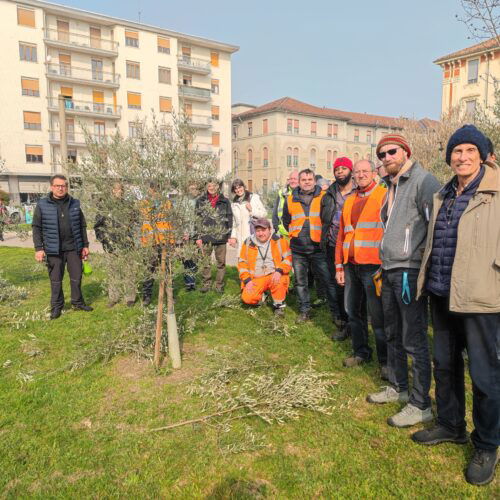 Imparare a potare gli ulivi: in piazza Matteotti ad Alessandria il progetto per persone senza lavoro