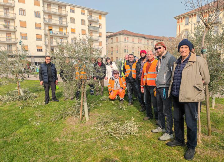 Imparare a potare gli ulivi: in piazza Matteotti ad Alessandria il progetto per persone senza lavoro