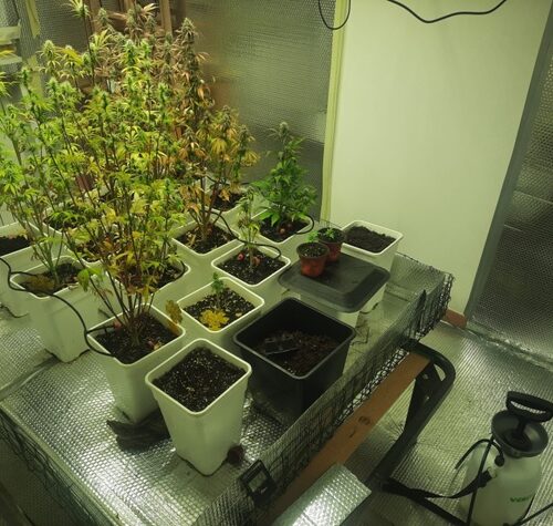 Chiamati per un furto, Carabinieri scoprono una serra di marijuana nella casa accanto