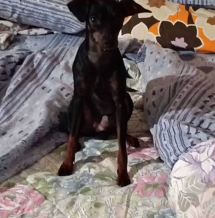 Leo, cane pinscher, smarrito: appello dei proprietari per ritrovarlo