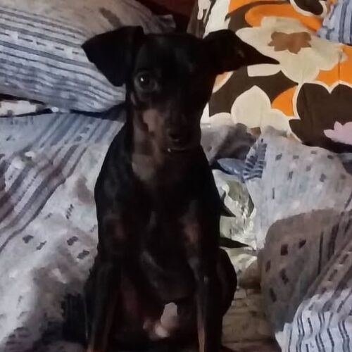 Leo, cane pinscher, smarrito: appello dei proprietari per ritrovarlo