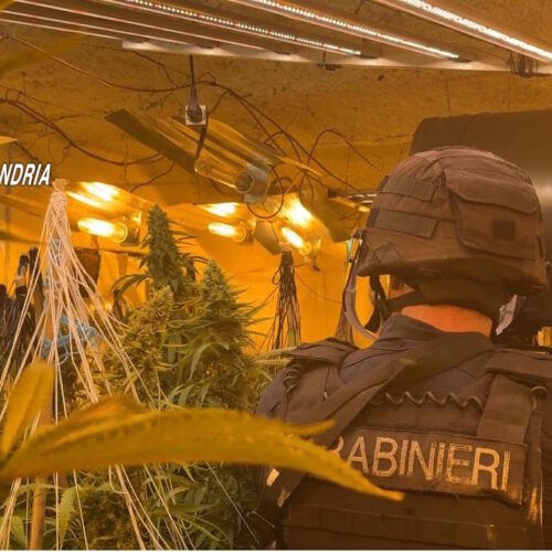 Maxi serra di marijuana in casolare dell’Acquese: arrestato 23enne, sequestrati 135 chili di droga