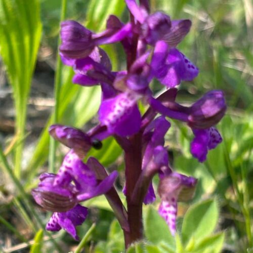 Una passeggiata a Vignale per scoprire le orchidee spontanee