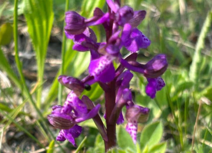 Una passeggiata a Vignale per scoprire le orchidee spontanee