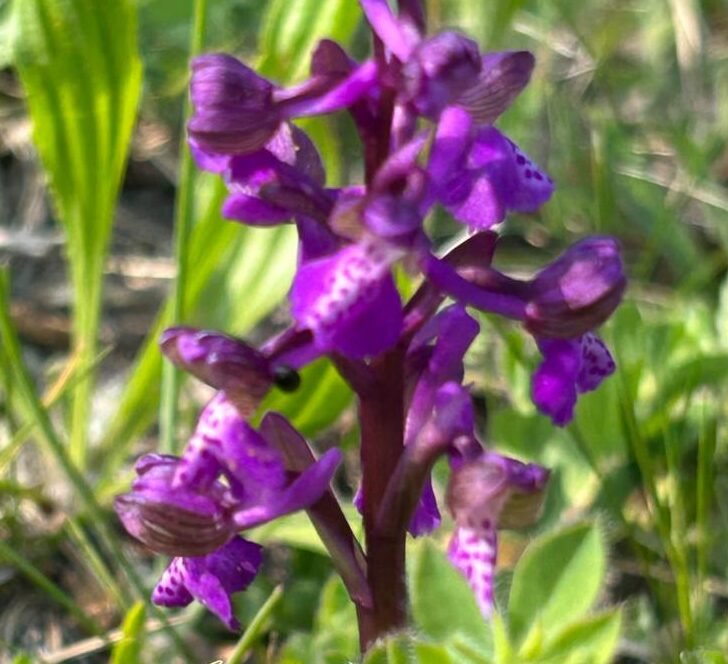 Una passeggiata a Vignale per scoprire le orchidee spontanee