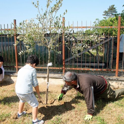 Un nuovo ulivo nel giardino della scuola di Cascinagrossa