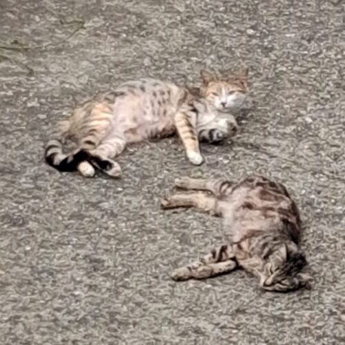 Trovati 30 gatti in condizioni sanitarie critiche: si cerca una casa per metà di loro