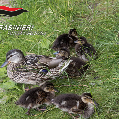A Vercelli i Carabinieri Forestali recuperano un’anatra e i suoi otto anatroccoli in via Lussemburgo