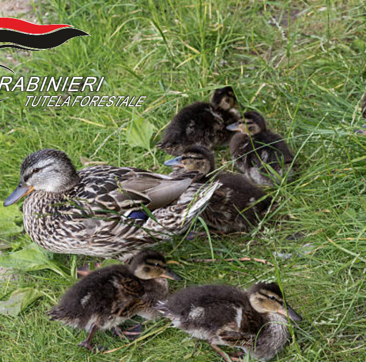 A Vercelli i Carabinieri Forestali recuperano un’anatra e i suoi otto anatroccoli in via Lussemburgo