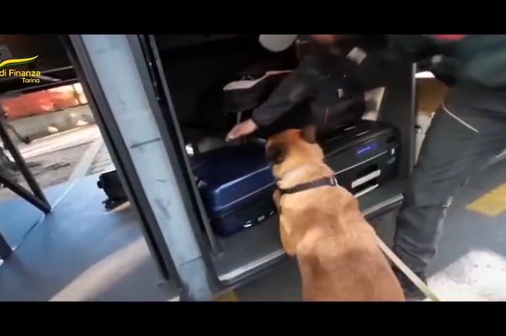 Spezie e fiori per ingannare i cani antidroga ma il fiuto di Nasko non sbaglia: Finanza recupera 9 chili di droga
