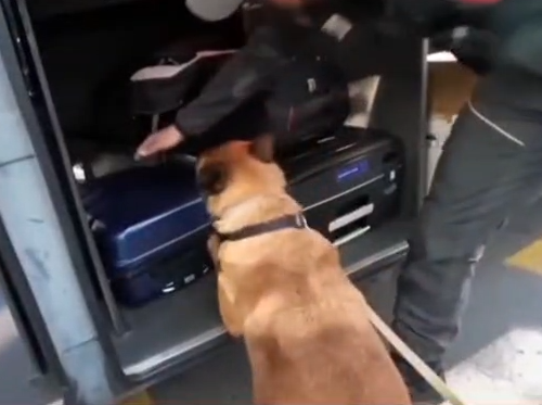Spezie e fiori per ingannare i cani antidroga ma il fiuto di Nasko non sbaglia: Finanza recupera 9 chili di droga