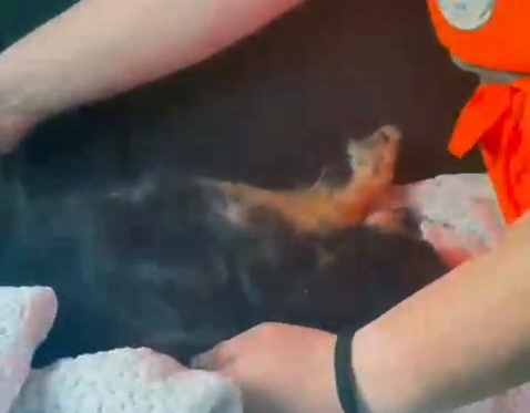 Cane precipita dalla finestra: salvata da Cuore di Zampa e dalla ‘scorta’ dei Carabinieri