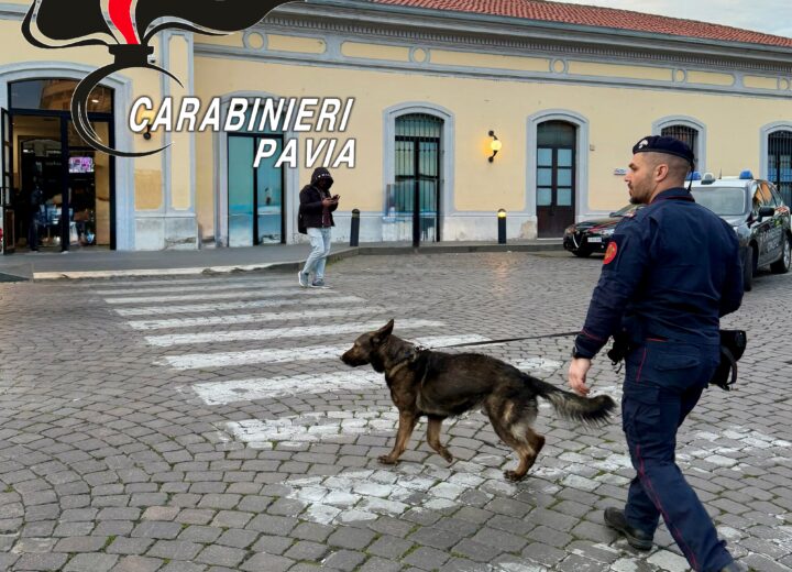 Controlli in centro a Pavia: grazie al pastore tedesco “Mitch” trovati 5 grammi di hashish