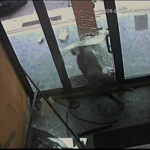 Cinghiale devasta l’androne di un palazzo in centro a Serravalle