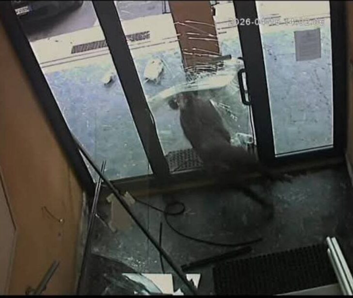 Cinghiale devasta l’androne di un palazzo in centro a Serravalle