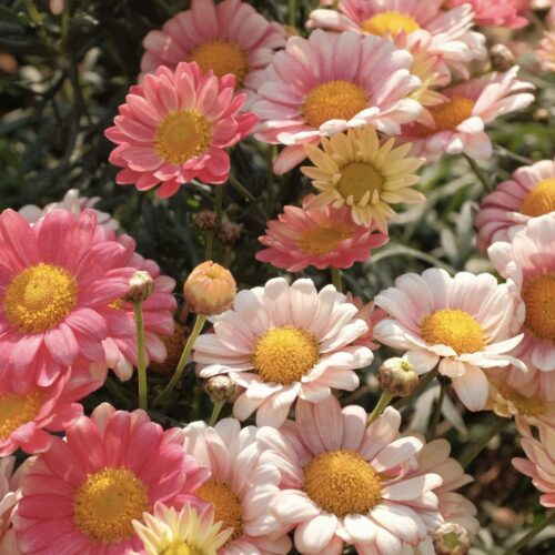 Cosa fare in provincia di Alessandria. Gli eventi di domenica 12 aprile