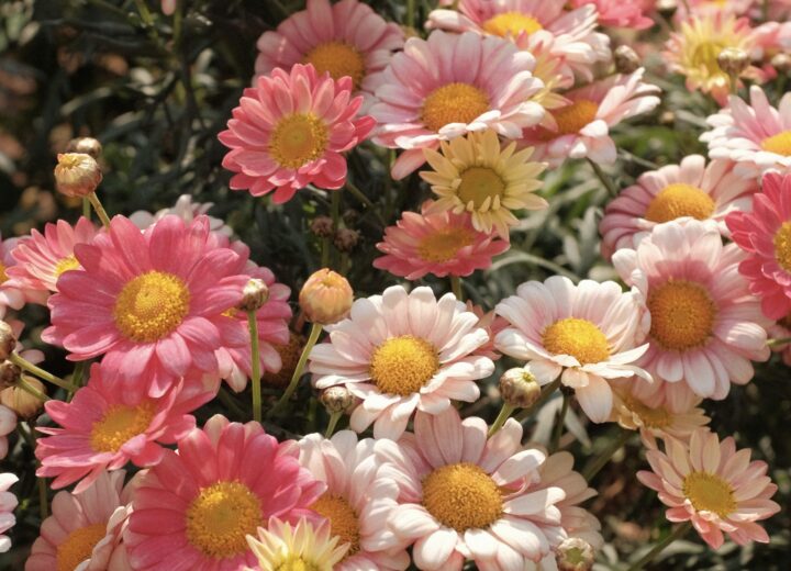 Cosa fare in provincia di Alessandria. Gli eventi di domenica 12 aprile