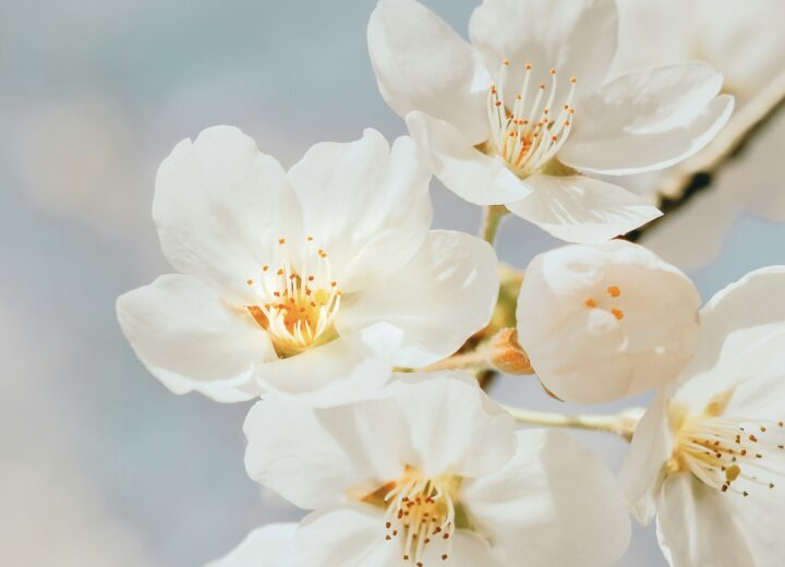 Cosa fare in provincia di Alessandria. Gli eventi di domenica 19 aprile