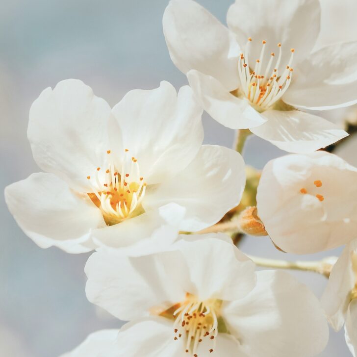 Cosa fare in provincia di Alessandria. Gli eventi di domenica 19 aprile