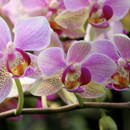 Cosa fare in provincia di Alessandria. Gli eventi di domenica 26 aprile