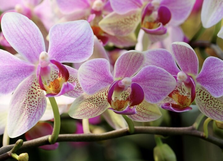 Cosa fare in provincia di Alessandria. Gli eventi di domenica 26 aprile