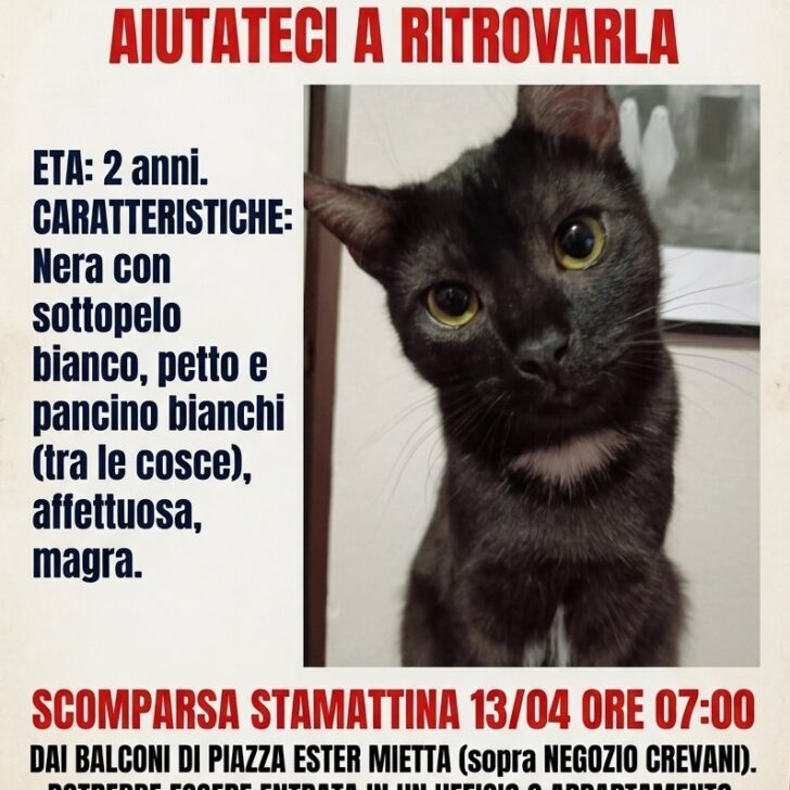 Smarrita a Tortona la gattina Lily: appello per ritrovarla