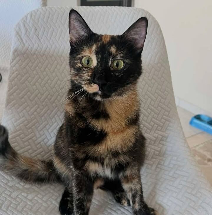 Ad Alessandria si è smarrita in zona Orti la gattina Jaguar: l’appello della padrona