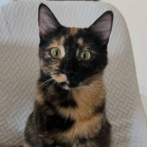 Ad Alessandria si è smarrita in zona Orti la gattina Jaguar: l’appello della padrona