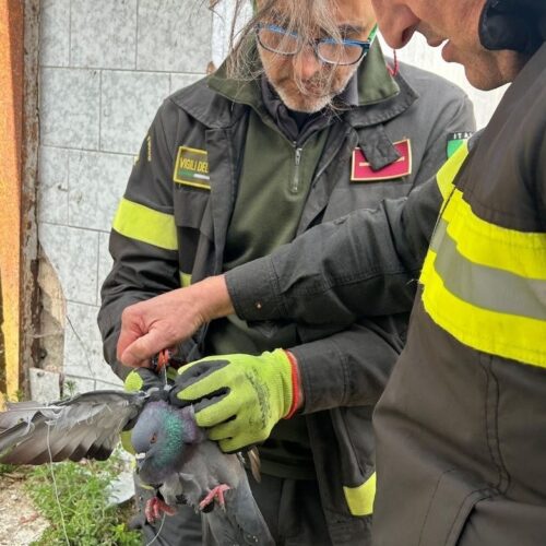 Piccione intrappolato nel filo da pesca. Soccorso dai Vigili del Fuoco a Vidigulfo