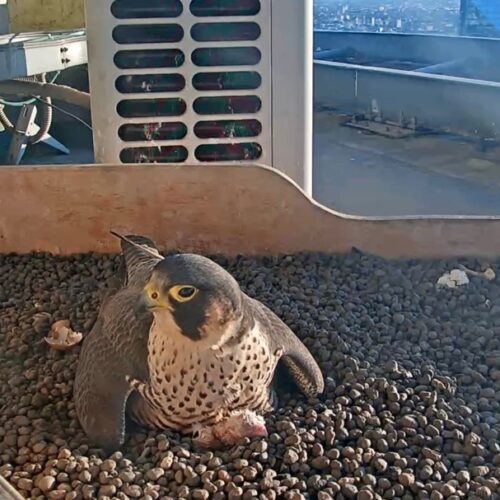 Sul Pirellone nati i primi due pulli del 2026 dei falchi pellegrini Giò e Giulia