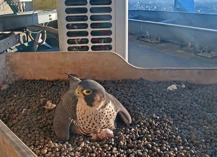 Sul Pirellone nati i primi due pulli del 2026 dei falchi pellegrini Giò e Giulia