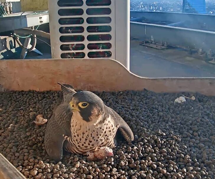 Sul Pirellone nati i primi due pulli del 2026 dei falchi pellegrini Giò e Giulia