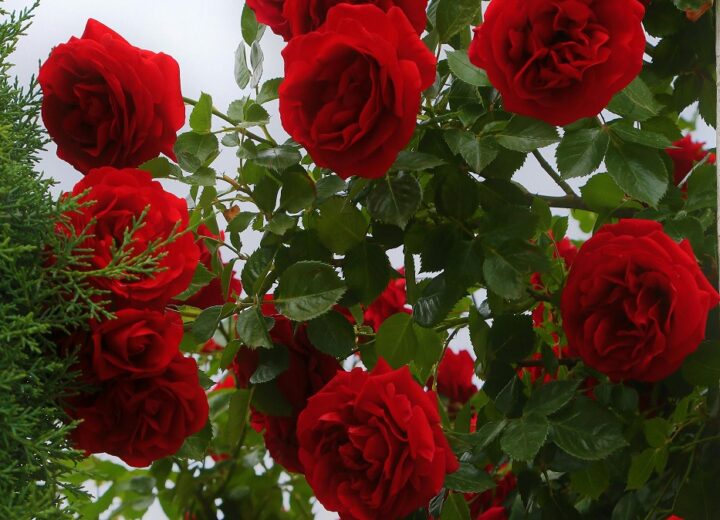 Cosa fare in provincia di Pavia sabato 25 e domenica 26 aprile