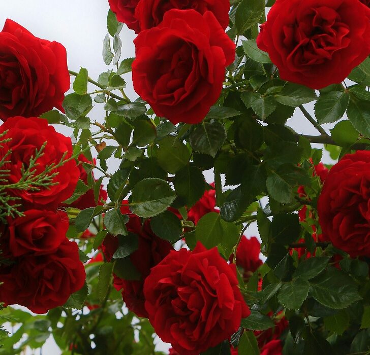 Cosa fare in provincia di Pavia sabato 25 e domenica 26 aprile