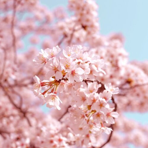 Cosa fare in provincia di Alessandria. Gli eventi di sabato 4 aprile