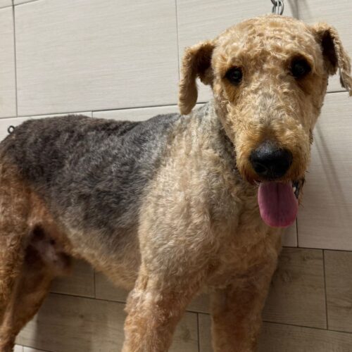 Aiutiamo Tango a trovare una nuova famiglia