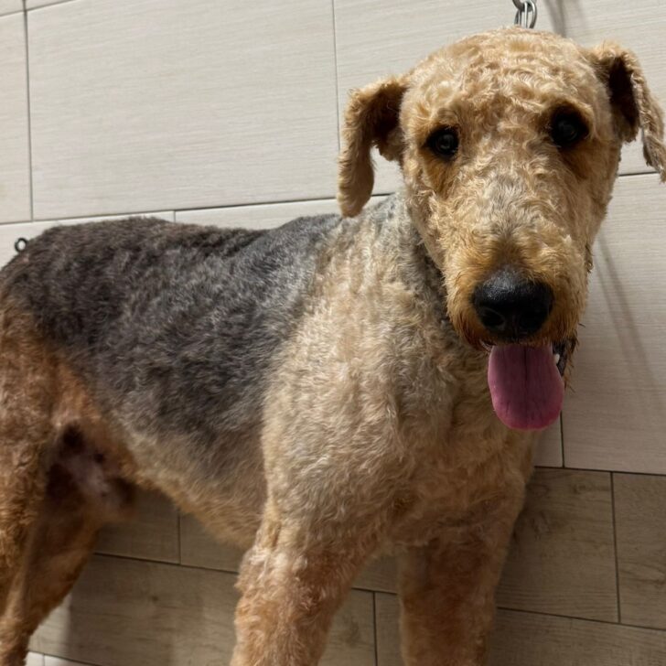 Aiutiamo Tango a trovare una nuova famiglia