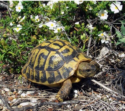 Tratte in salvo tredici tartarughe abbandonate in uno scatolone. Indagano i Carabinieri Forestali
