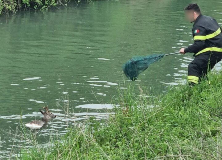 Capriolo finisce nel canale. Salvato dai Vigili del Fuoco di Casale