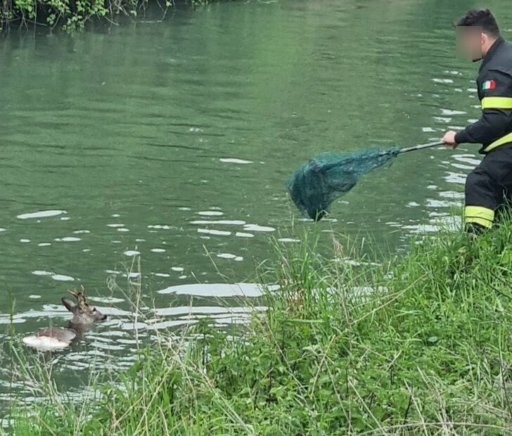 Capriolo finisce nel canale. Salvato dai Vigili del Fuoco di Casale