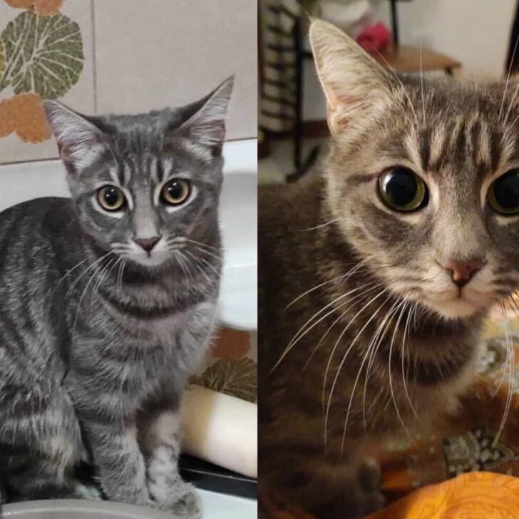 Smarrita una gattina a Valenza: l’appello per ritrovarla