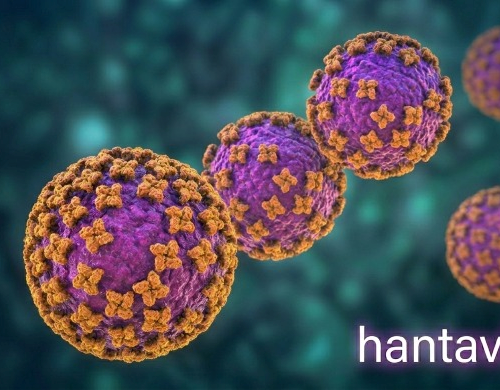 Hantavirus: “Massima attenzione” della Regione Piemonte. “Al momento nessun allarme”
