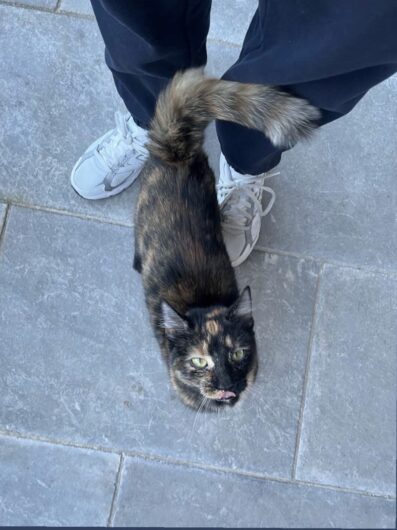 Trovato gatto in zona Cittadella ad Alessandria. Appello per rintracciare i proprietari