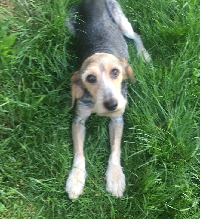 Appello per riportare a casa il cane Ciccio