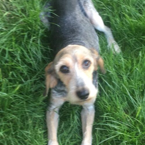 Appello per riportare a casa il cane Ciccio