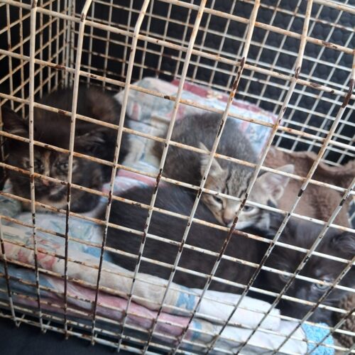 Tre gattini abbandonati nel parco della Cittadella di Casale. Salvati e portati in un rifugio