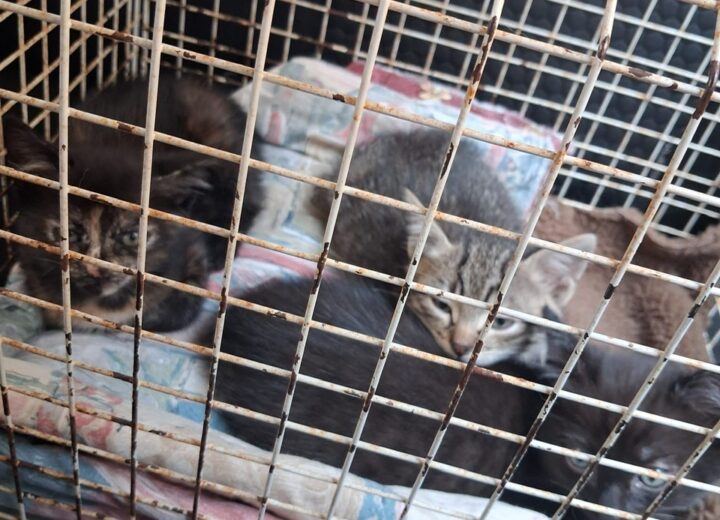 Tre gattini abbandonati nel parco della Cittadella di Casale. Salvati e portati in un rifugio