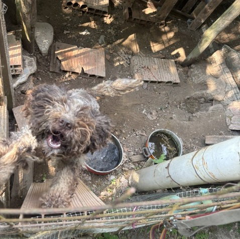 Chiusi in serragli tra sporcizia e con acqua stagnante: Oipa sequestra tre cani in provincia di Alessandria