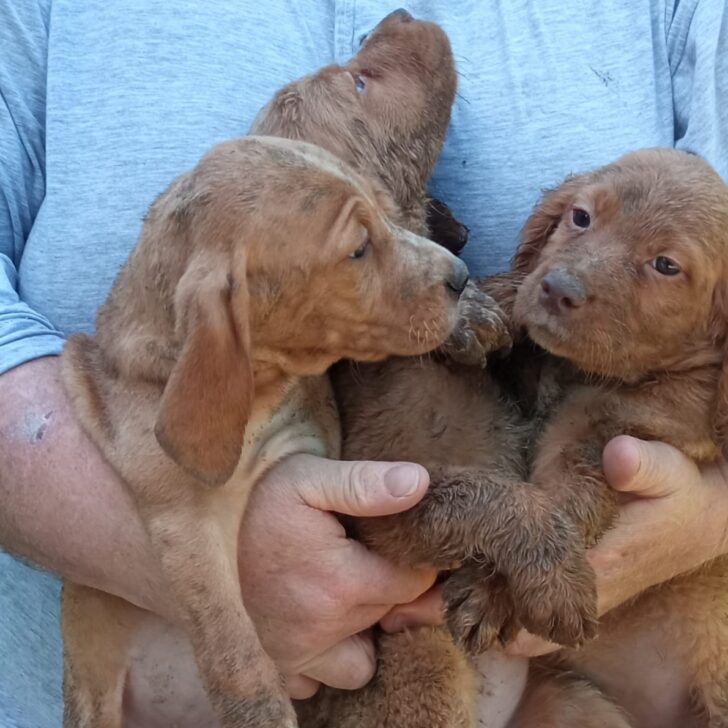 Sequestrati a Bosco Marengo venti cani lasciati in condizioni precarie: undici erano cuccioli